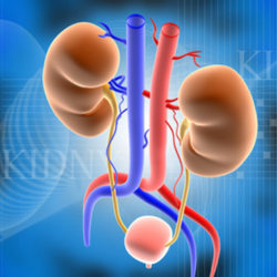 Kidney Transplant in Istanbul, Turkey