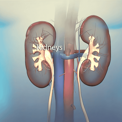 Stem Cell Therapy in India for Kidney Failure – Best Package at Dr. Pravin Patel Hospital, Asia