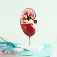 What is the average price of a lithotripsy procedure?