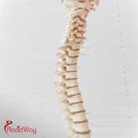 What is the difference between discectomy and laminectomy?