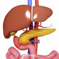 How Much Does it Cost to Remove a Gallbladder in Germany?