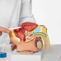 Which Country Has the Best Urologists In The World?