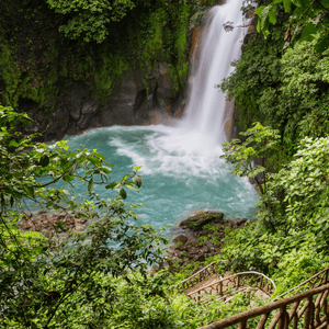 Selva tropical verde