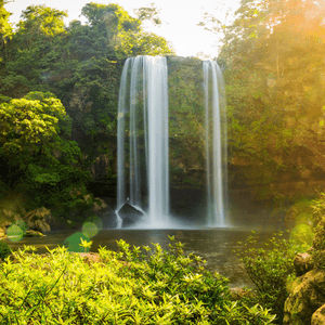 Selva Tropical Verde Costa Rica