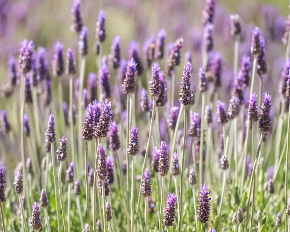 Landscape at Montevalle in Valle de Guadalupe Mexico
