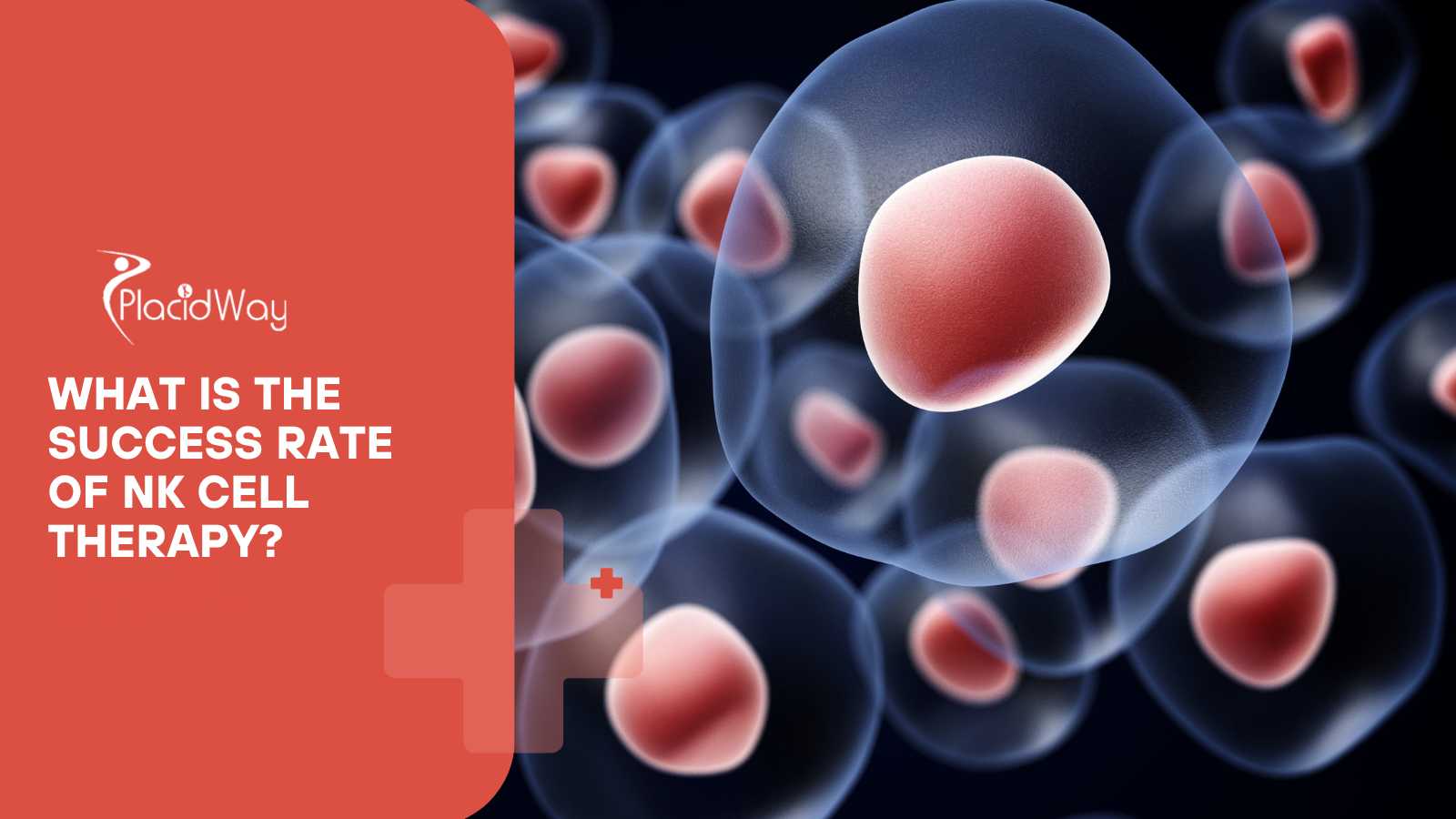 What is the Success Rate of NK Cell Therapy?