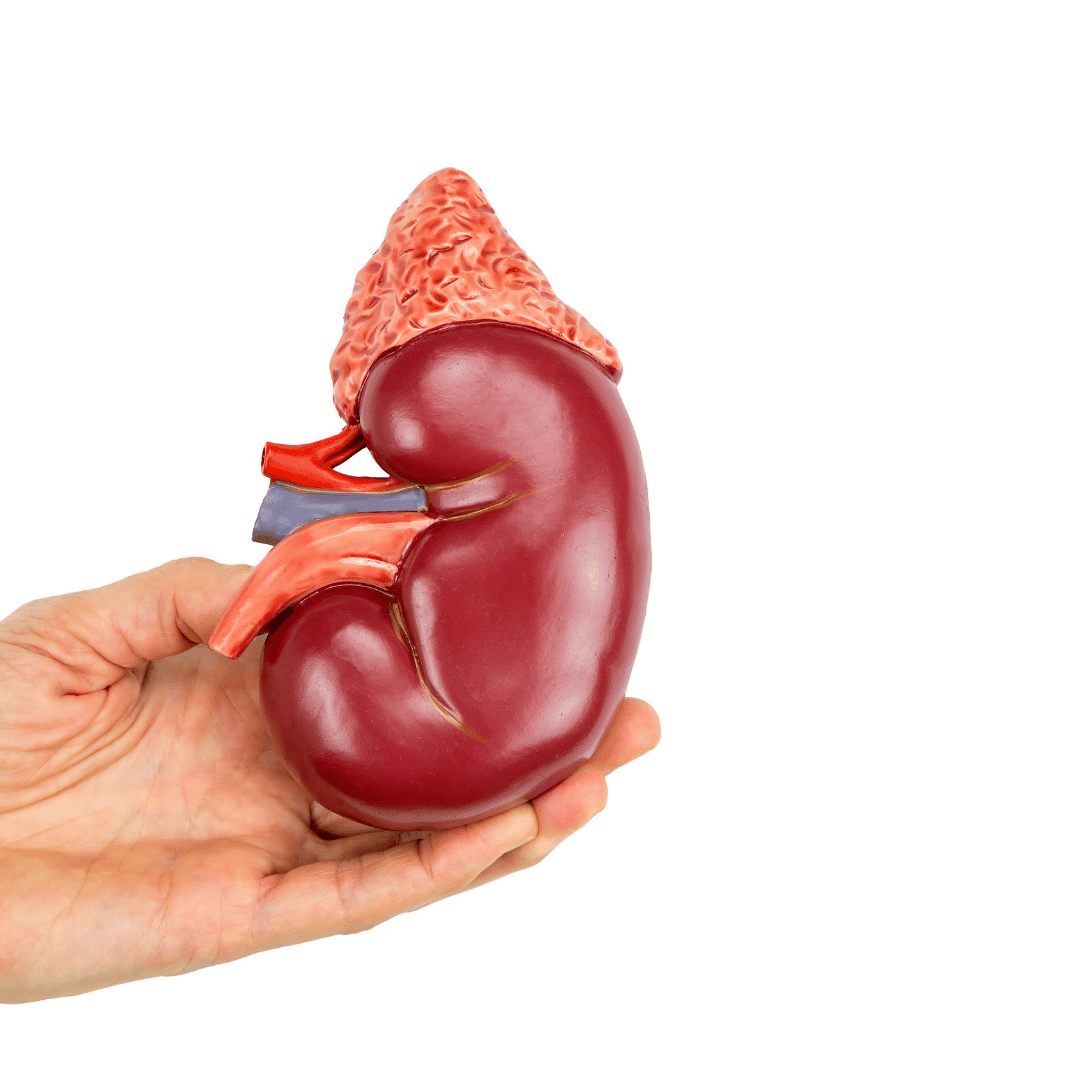 Stem Cell for Kidney Failure in Mexico