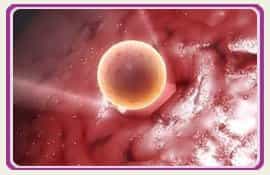 Pic Embryos Fertility Clinic