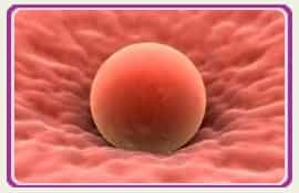 Pic Embryos Fertility Clinic