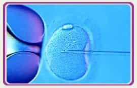 Pic Embryos Fertility Clinic