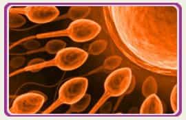 Pic Embryos Fertility Clinic