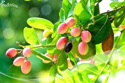 Medical Tourism for Bangladesh Citizens Medical Tourism for Bangladesh Citizens