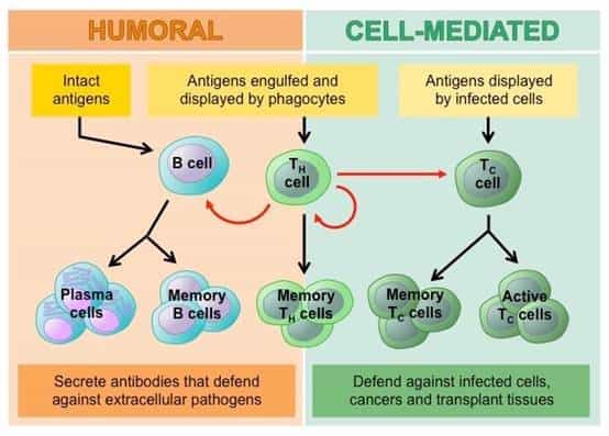 Immune cell anti - tumor therapy