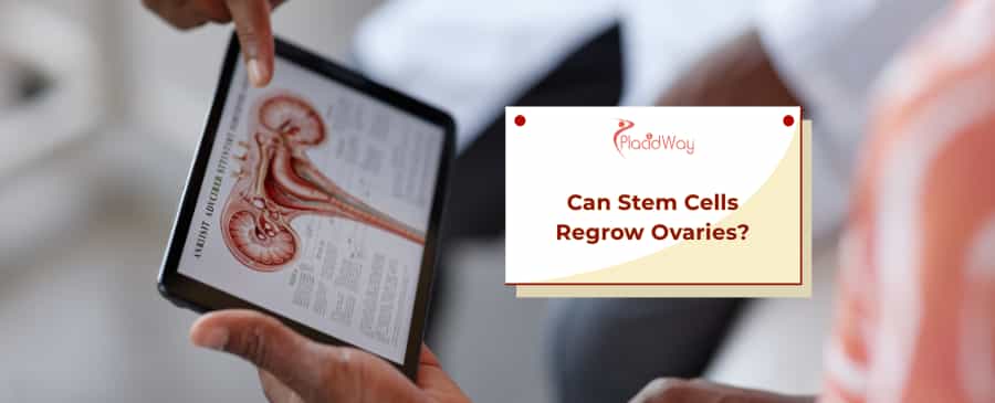 Stem Cells Regrow Ovaries