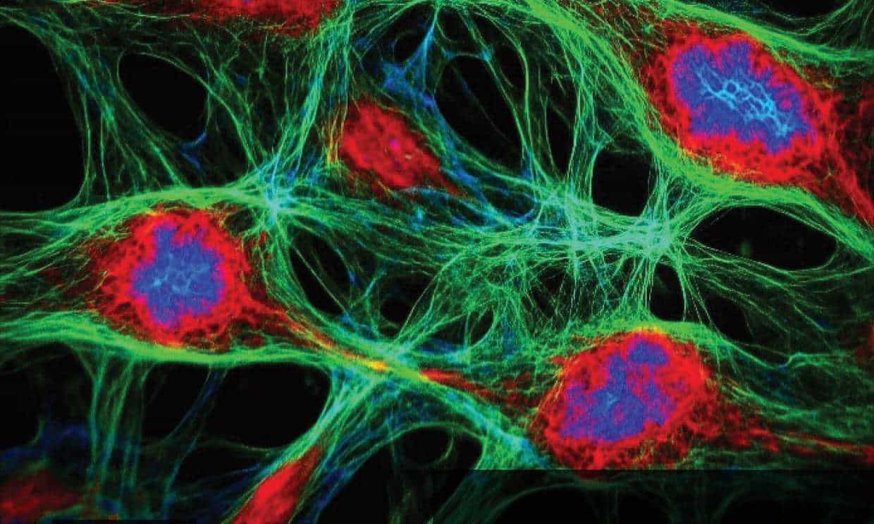 Regenerative Medicine Mexico