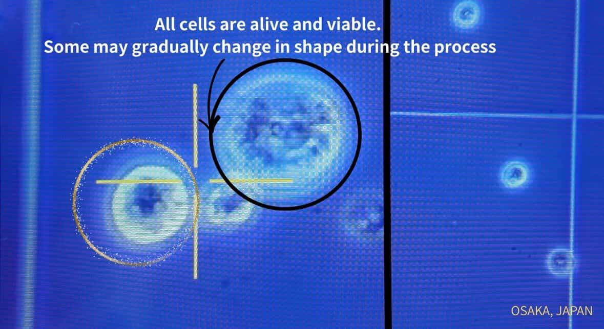العلاج بالخلايا الجذعية في اليابان