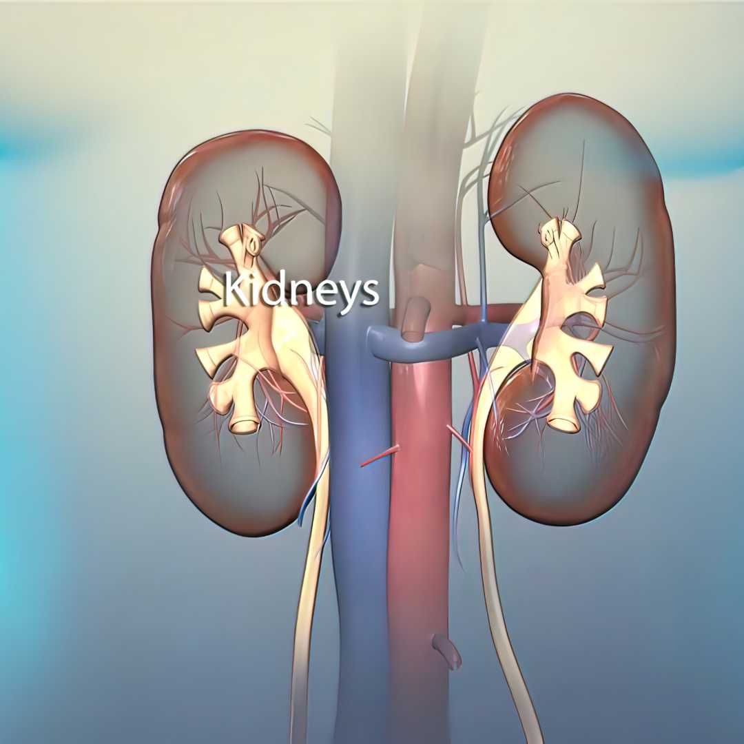 Kidney Transplant Surgery Package in India