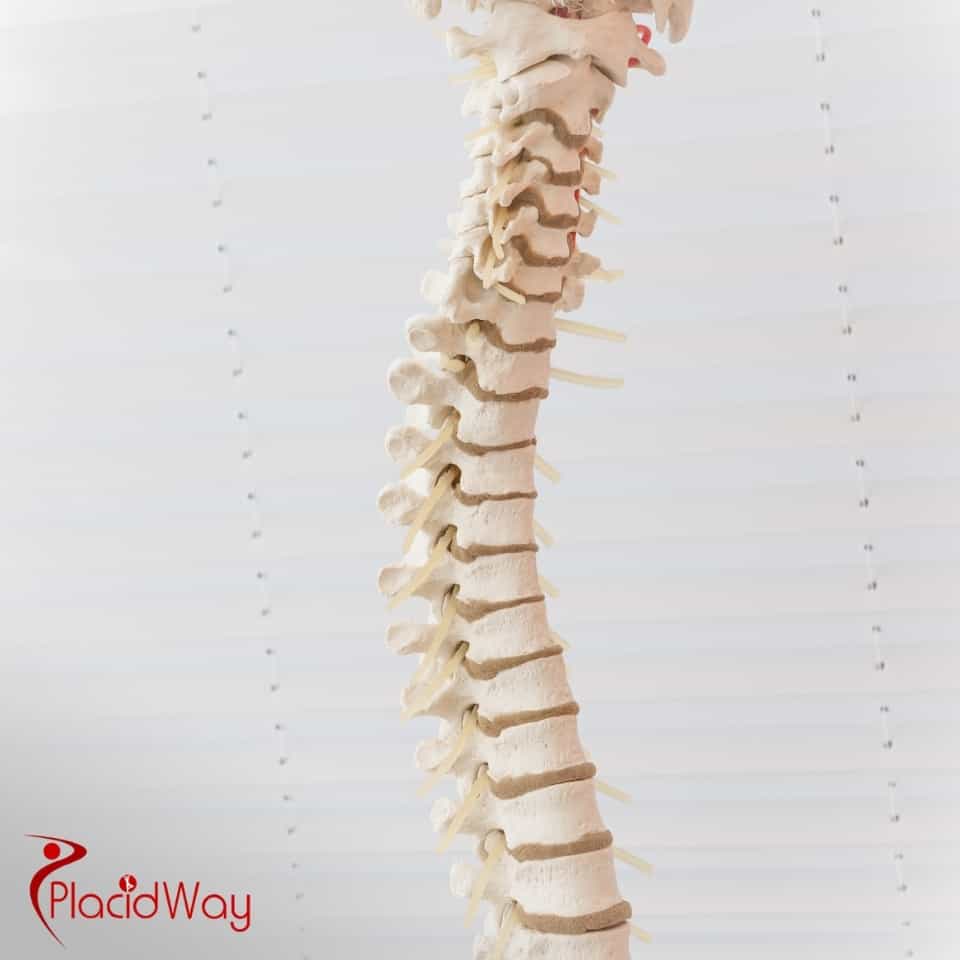 What is the difference between discectomy and laminectomy?