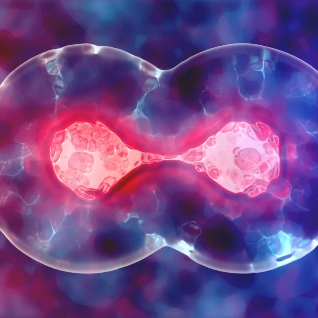 What is the Success Rate of NK Cell Therapy?