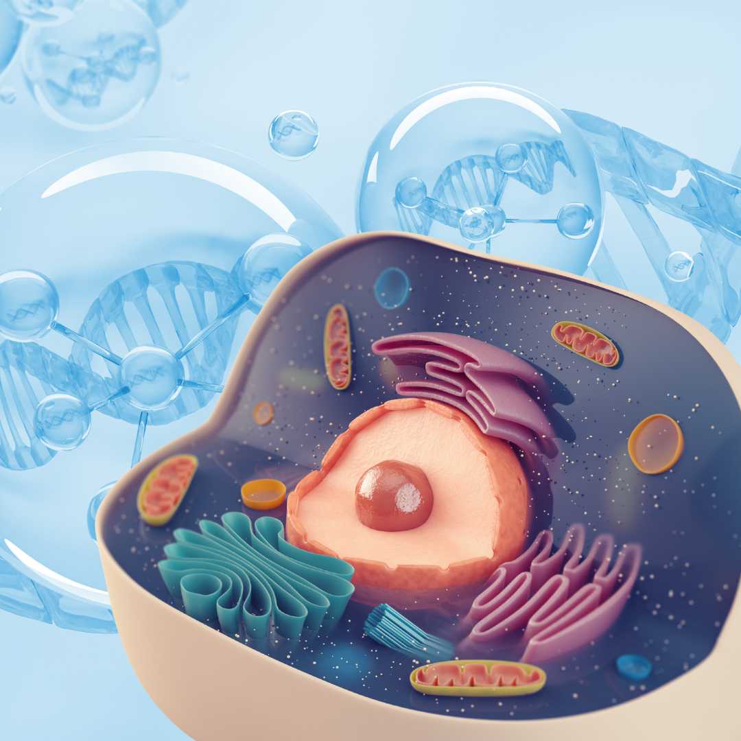Do Exosomes Work for Anti-Aging?