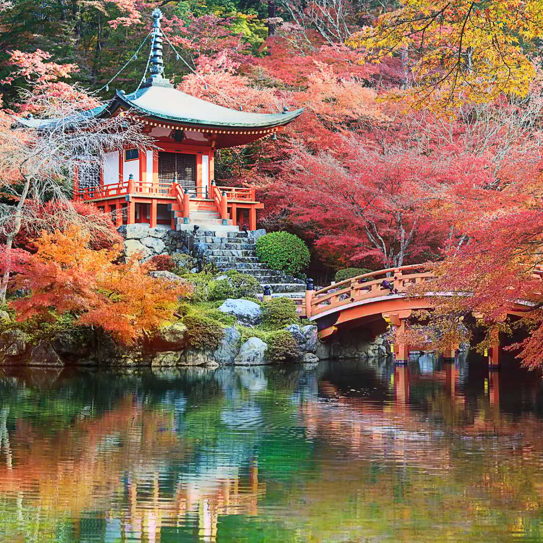 What Kinds of Stem Cells are Used for Knees Treatment in Japan?