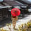 Can Stem Cells Slow Parkinson’s Progression in Japan?