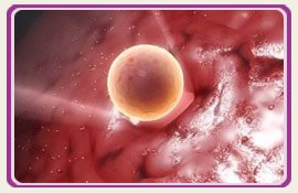 Blastocyst IVF Fertility PlacidWay
