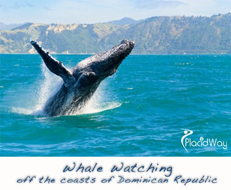 Whale Watching Health Travel Dominican Republic