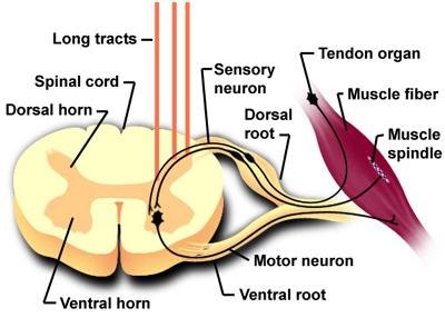 Stereotactic Cranial Neural Prosthetics 