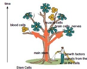 Explore Stem Cells - Concept of stem cell